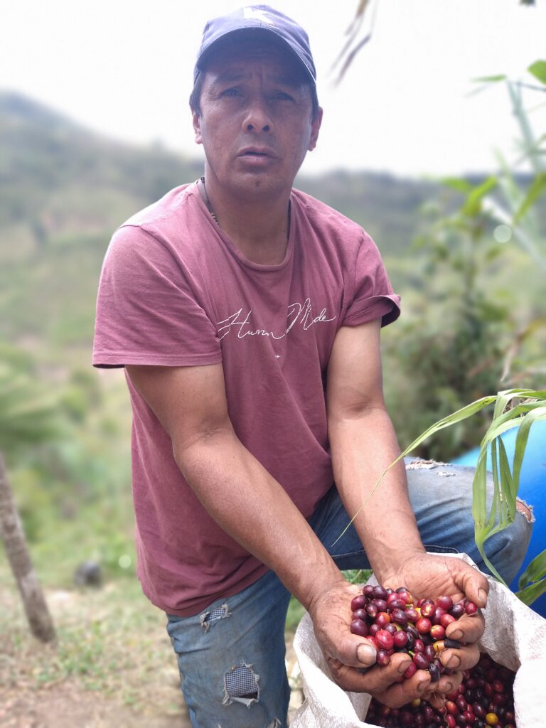 El Pedregal Caturra/Colombia Honey - Ally Coffee