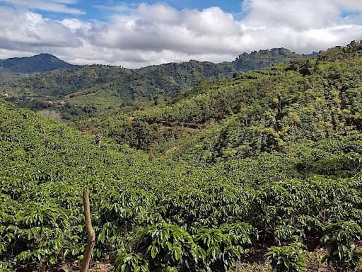 Coffee Nace S.A Micromill “Las Hermanas” Natural - Ally Coffee