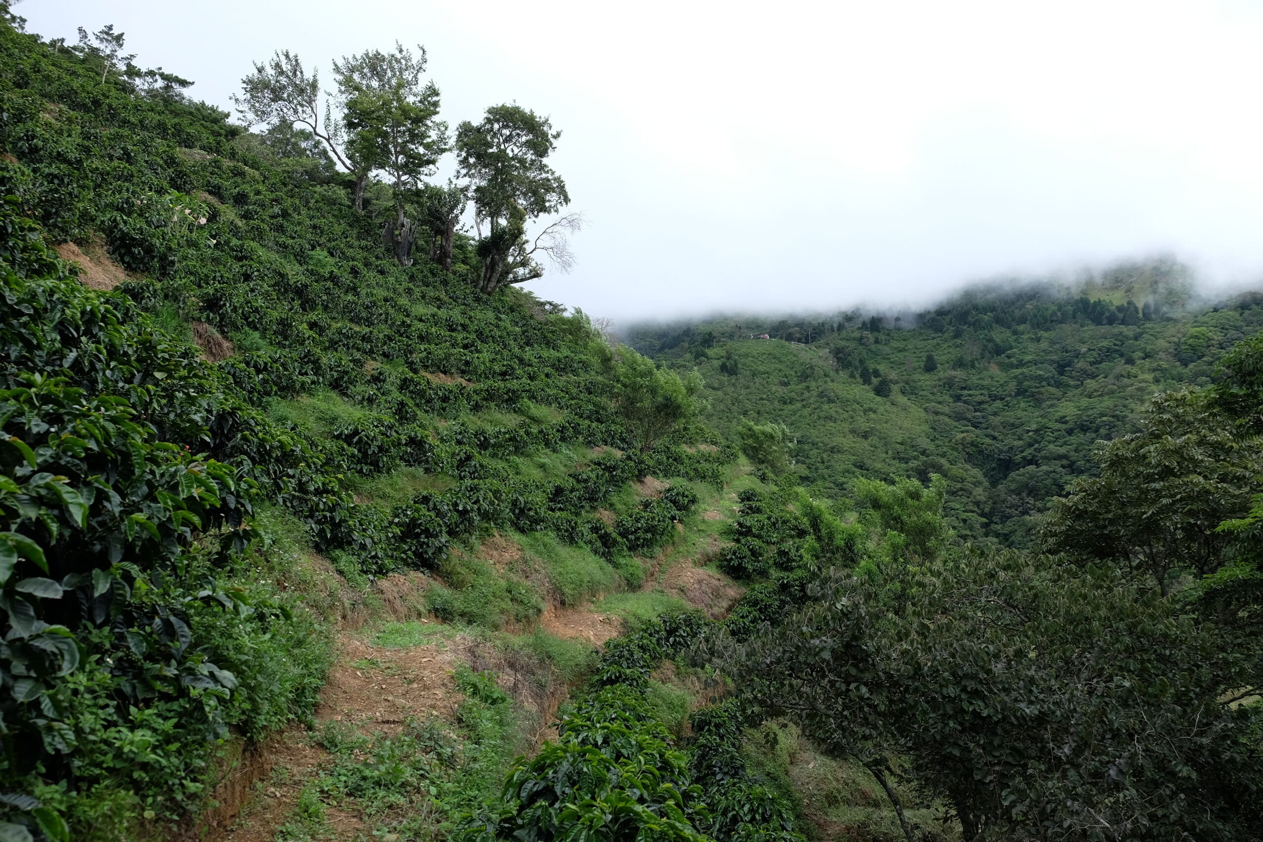 Roble Negro – Lorena Jiménez – Catuai Honey - Ally Coffee