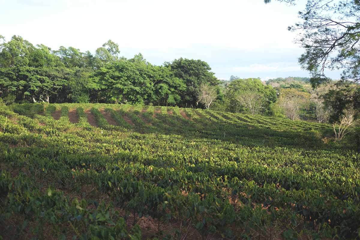 Hacienda Sonora – Centroamericano – Natural - Ally Coffee