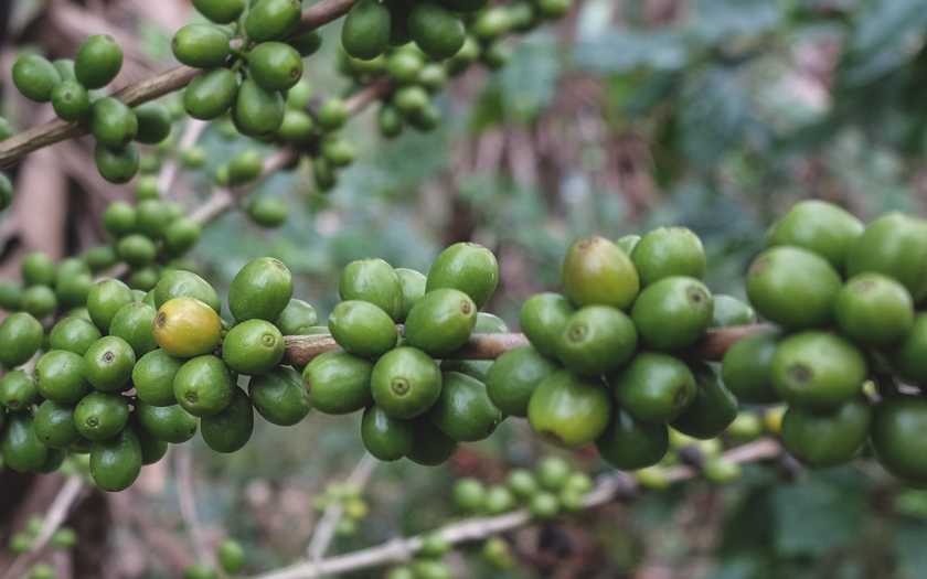 sumatra green coffee beans